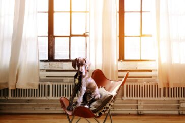 dog, chair, boss